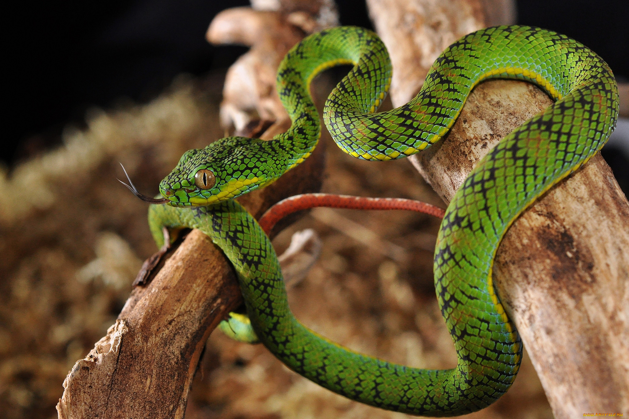 Природа ядовитых змей. Смарагдовый полоз. Зеленая куфия. Смарагдовый полоз зеленый. Куфия змея.